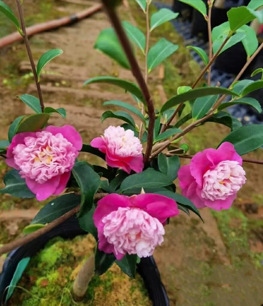 入花的好时节 英茶梅英八的仙气 白底十八学士茶花的秀气 日系香珍珠