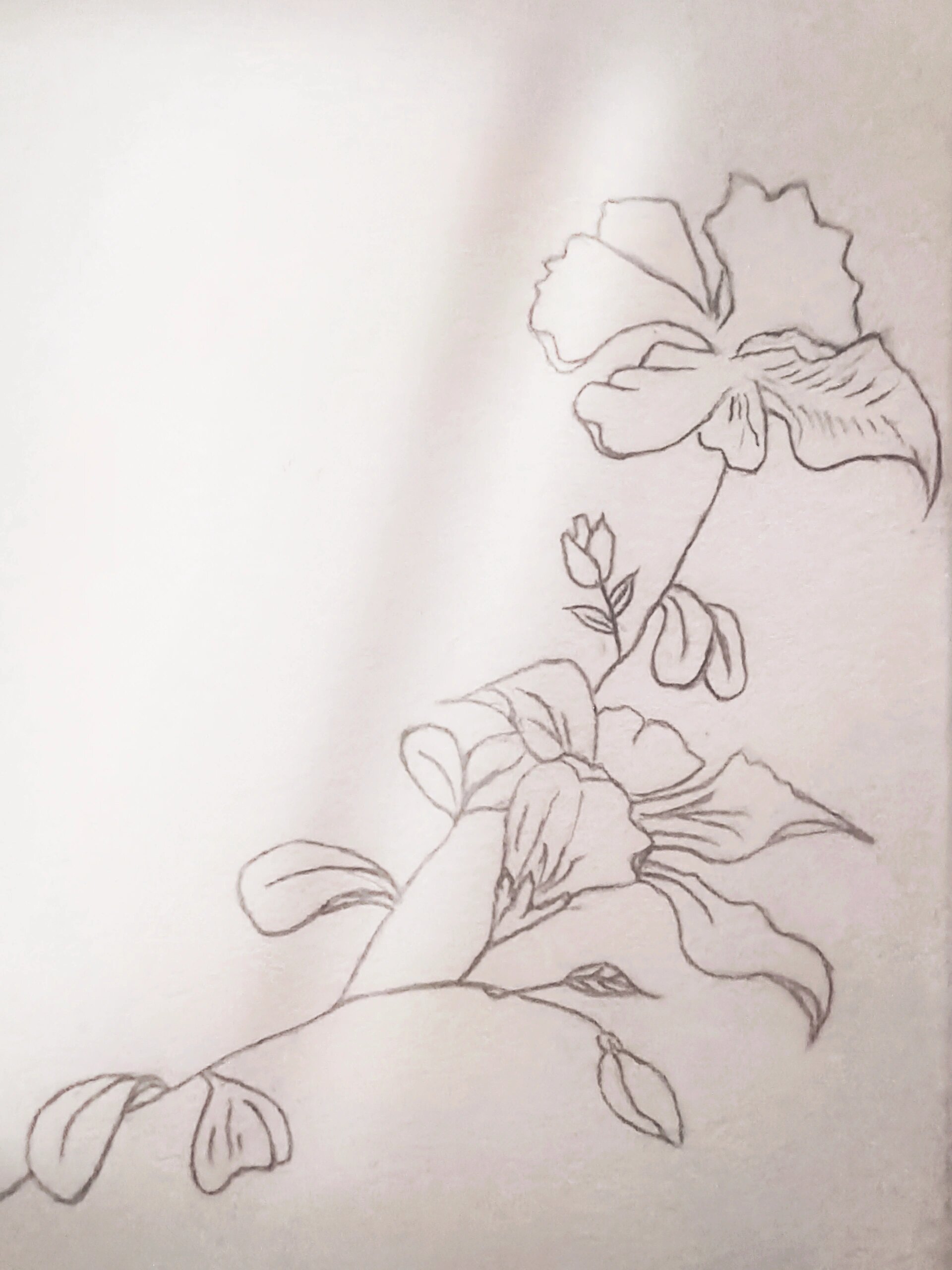 简笔画花卉76615-紫荆花