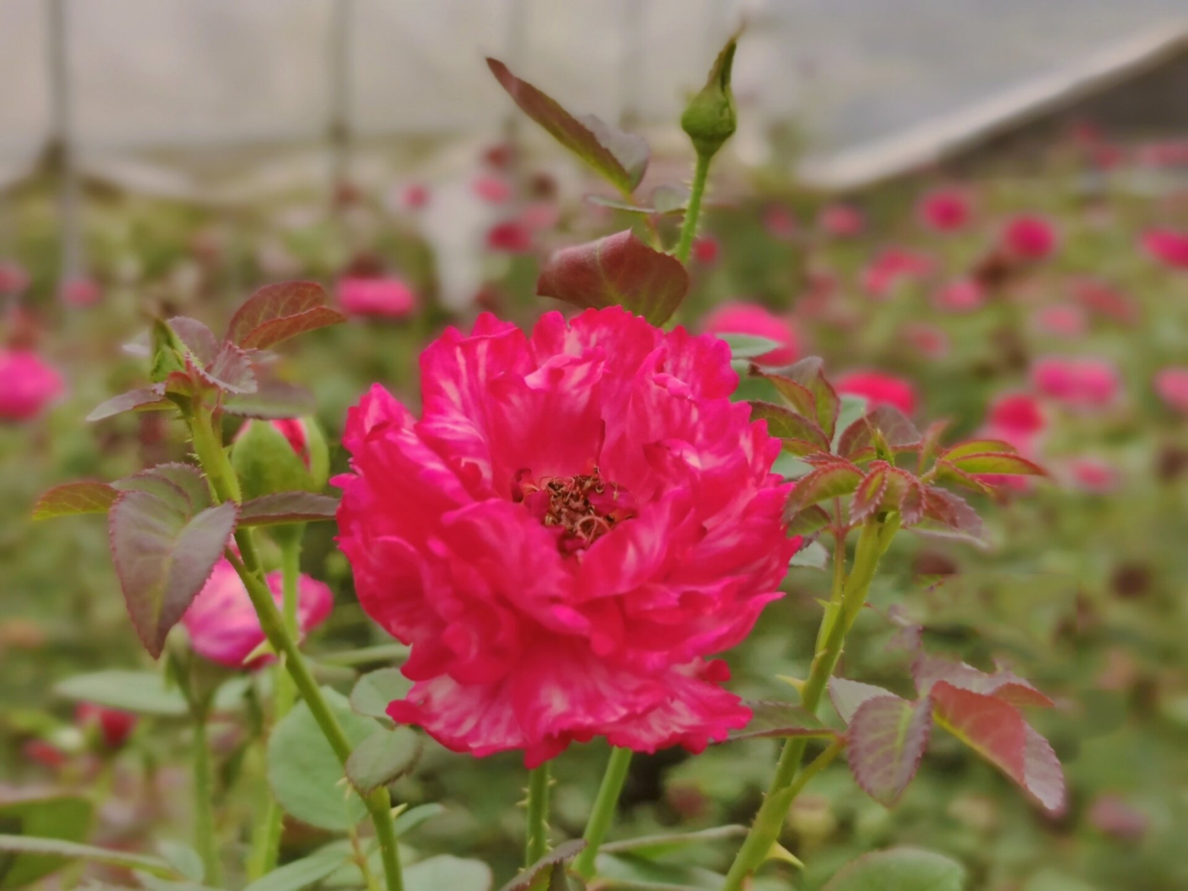 月季"真彩230" 月季"真彩230"是一款红色灌木月季,植株高度100cm,花朵