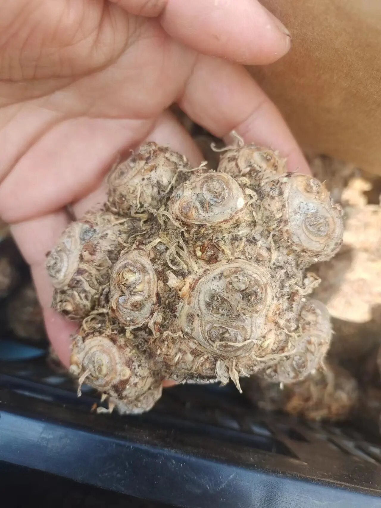 马蹄莲种球分享给花友!每人一个 马蹄莲超大球,每人一个.