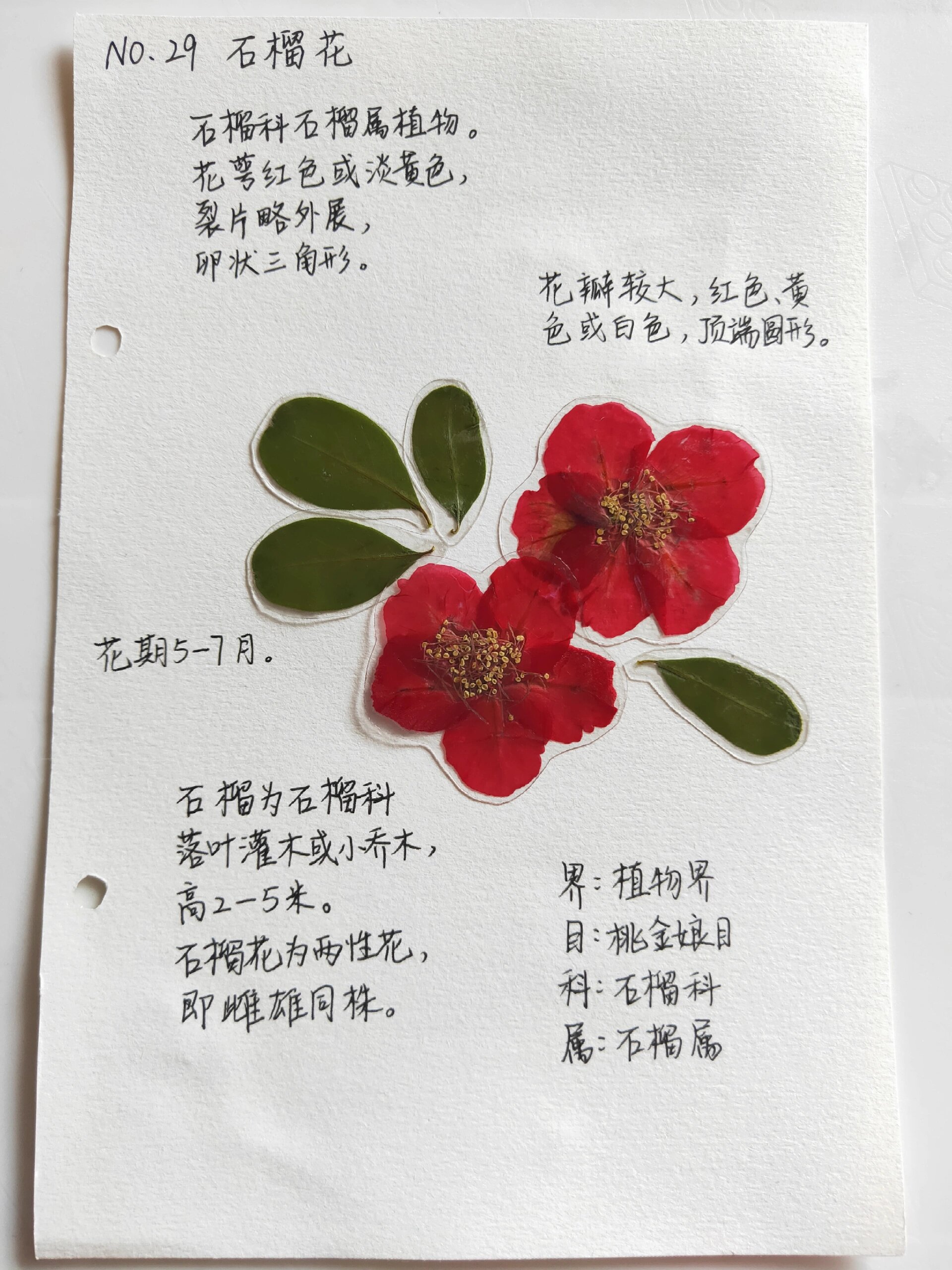植物标本日记part.