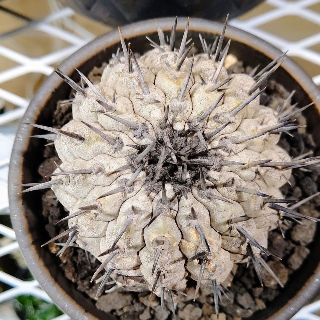 old money挚爱 黑王丸 黑王丸 拉丁名:copiapoa cinerea 黑王丸应该是