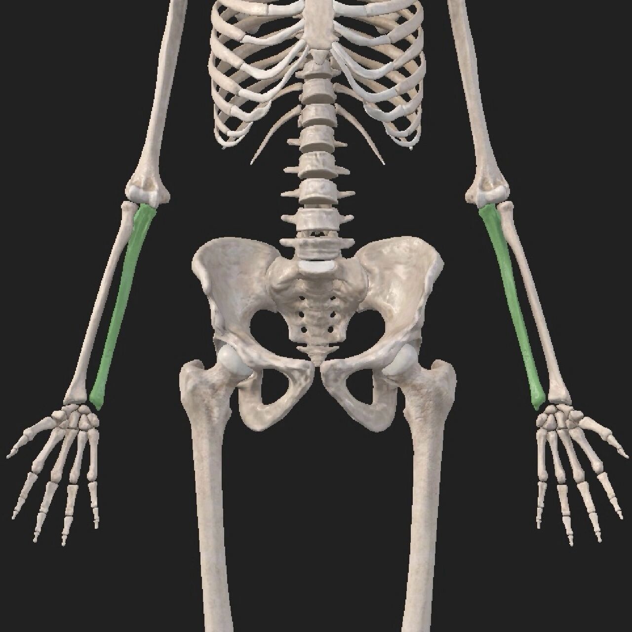 解剖"搬运工"—尺骨 尺骨:居前壁内侧,分一体两端.