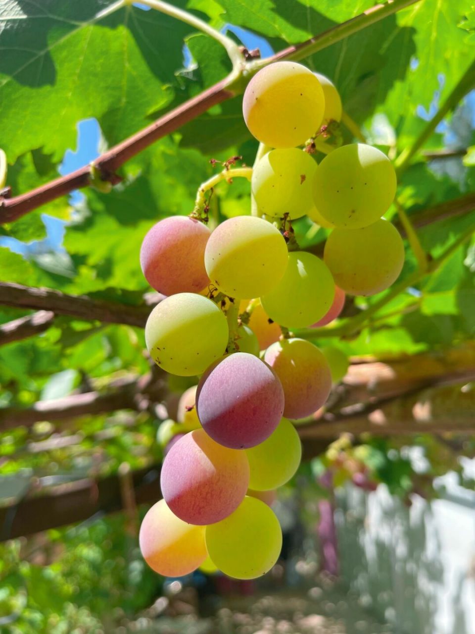今日份彩色葡萄 #笔记灵感# #葡萄# #水果# #美食# #阳光# #色彩# #治