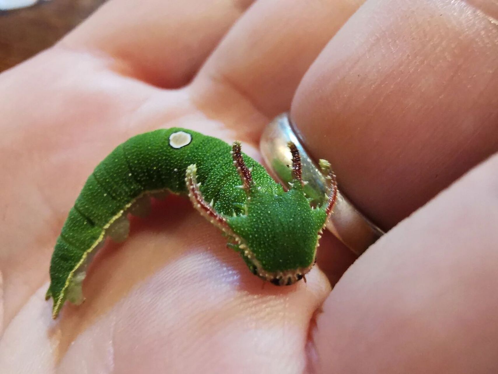 活捉一只小龙 白带螯蛱蝶幼虫