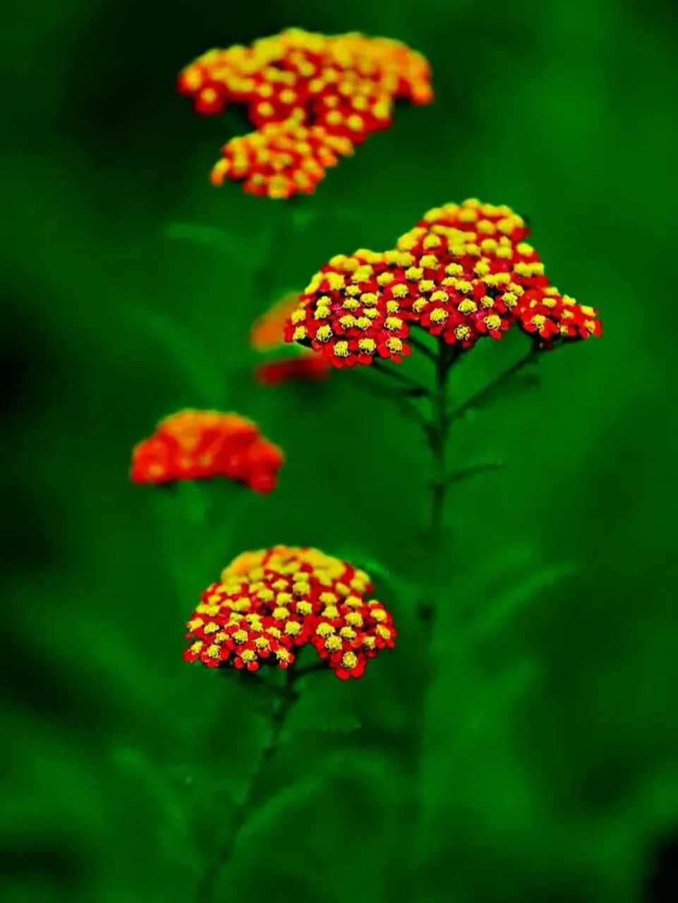 周易基础知识周易起卦之蓍草揲蓍法 ★  蓍草揲蓍法又称大衍筮法,筮与