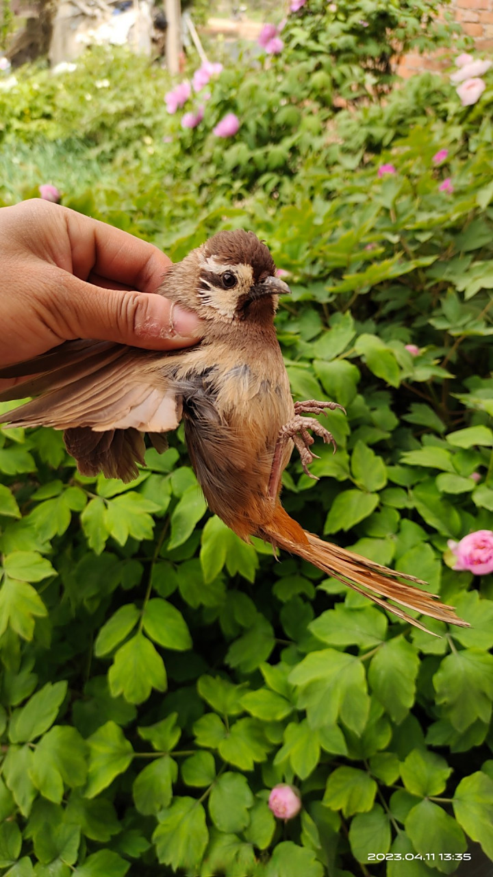 徒手抓鸟,放生了!