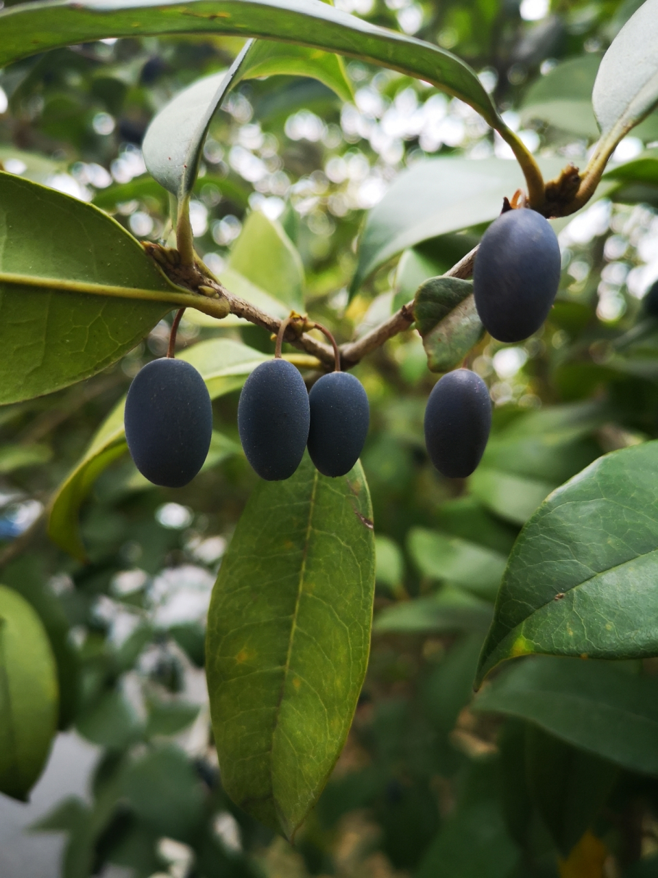 桂花树还会结果子 桂花树还会结果子,这能吃吗?看着很不错的样子