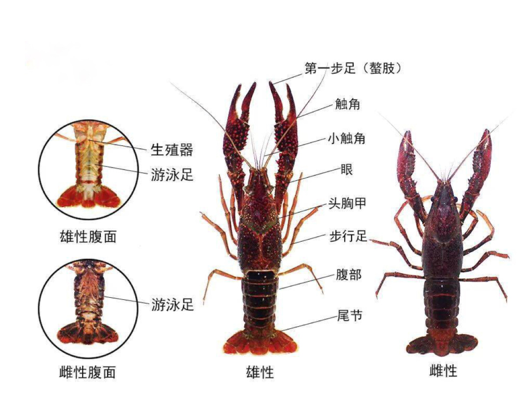 科普知识|小龙虾的头 ,虾黄到底能吃不?