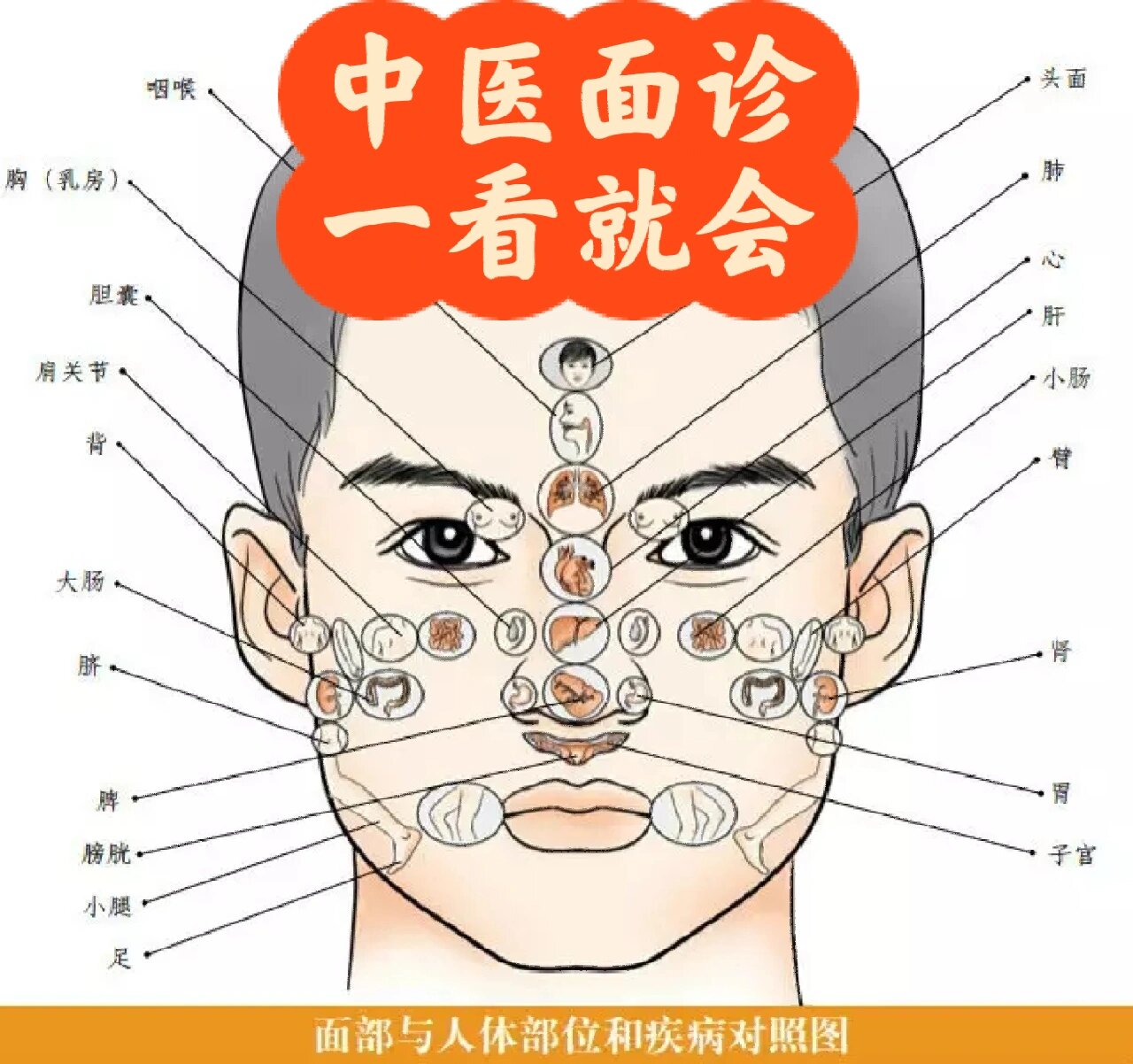 脸部介绍图面诊图片