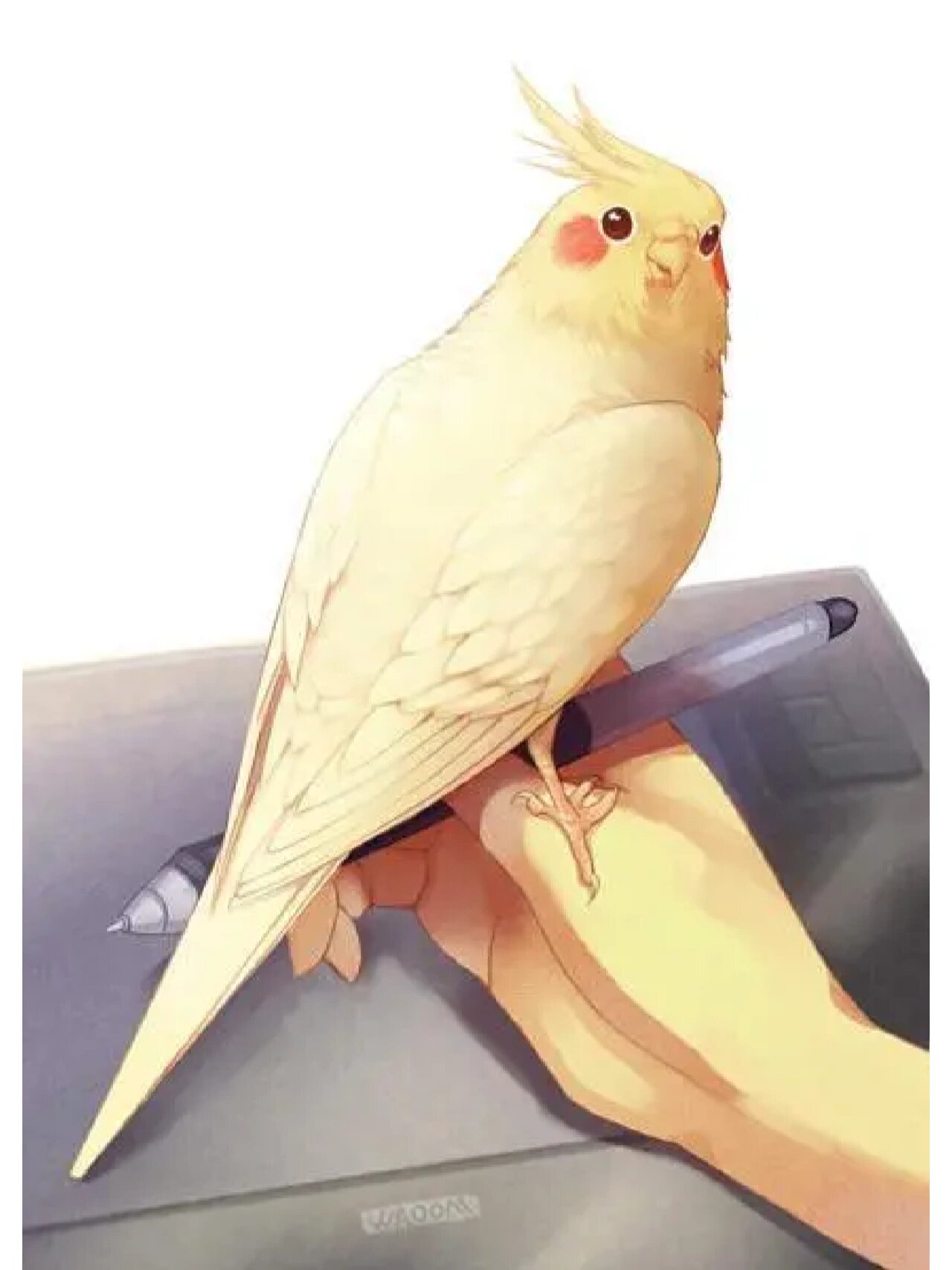 可爱卡通小玄凤