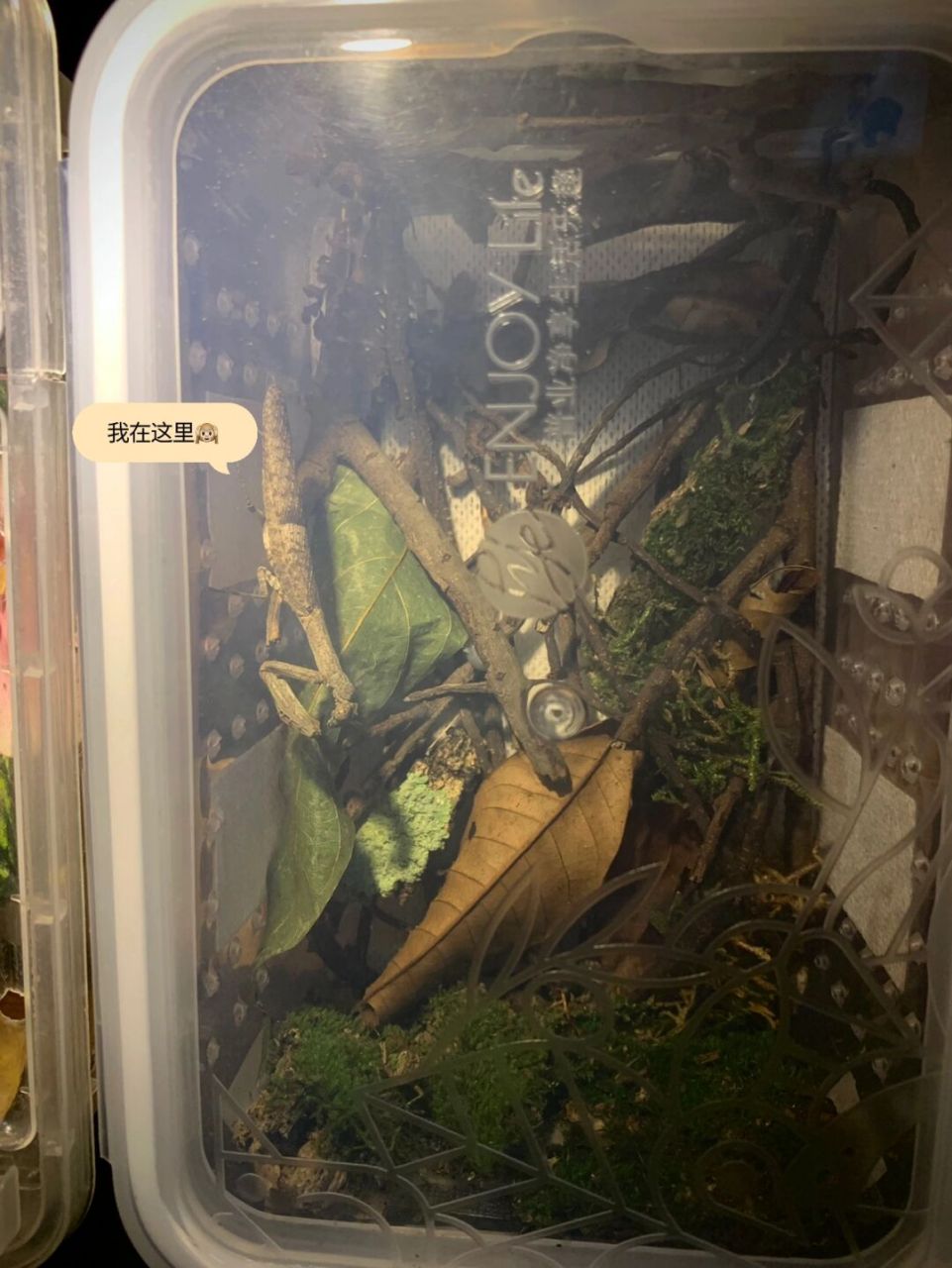 棍棍螳螂 产于西双版纳的中印枝螳,模仿树枝的样子,不太容易发现[害羞