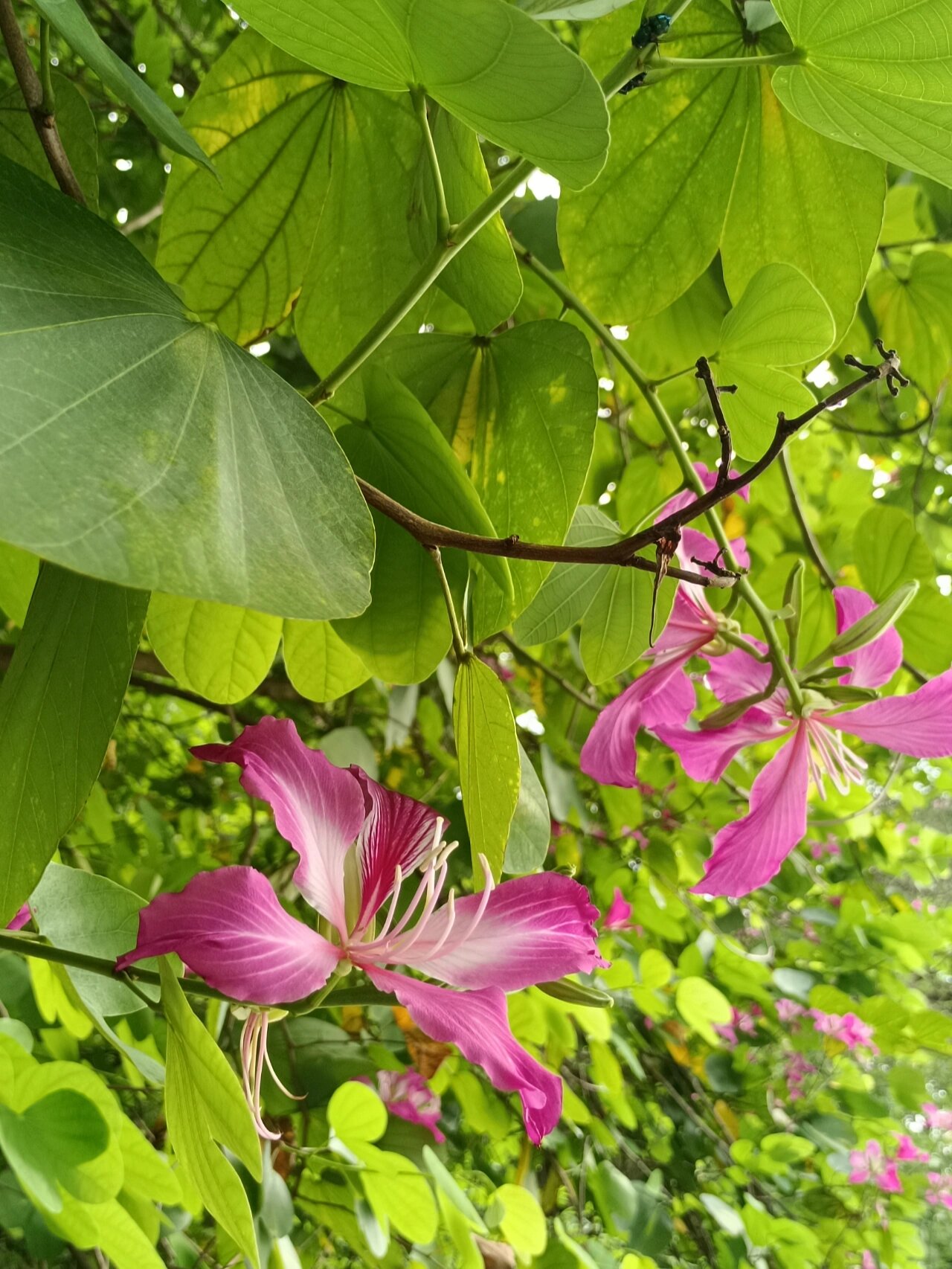 花期冬到春季,总状花序,花冠浓艳紫红色,五瓣,花姿浓艳瑰丽,花期持久
