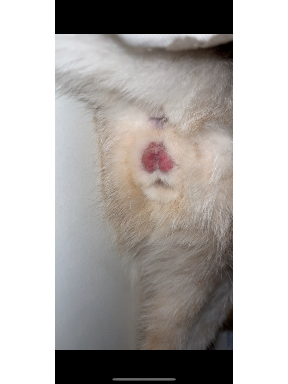 公猫绝育后第二天舔到伤口了 一个没注意它把圈弄掉了 舔了舔伤口 太