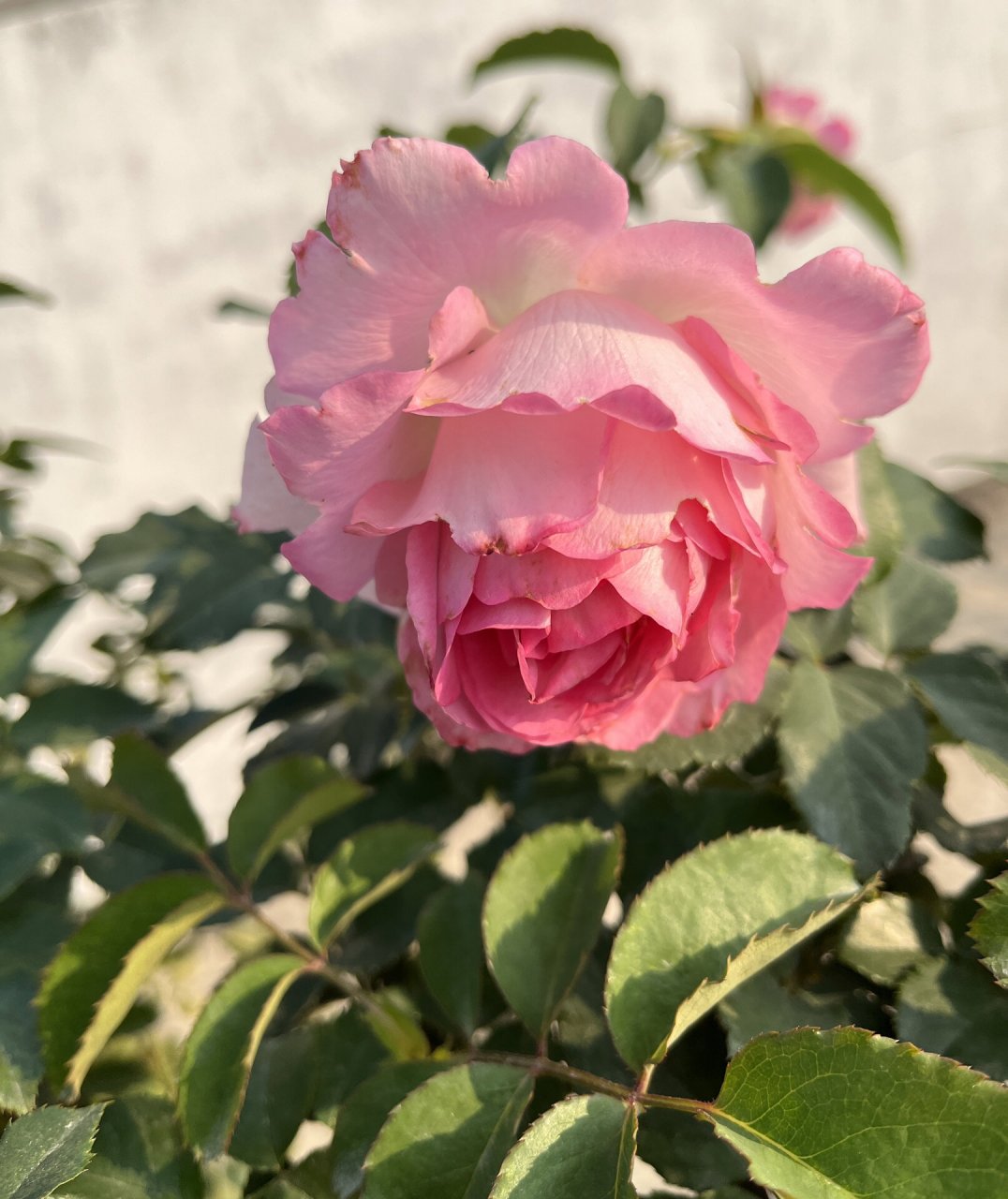 懂事的河本月季绊 一款长势非常好,长枝条开花的灌木月季——绊.