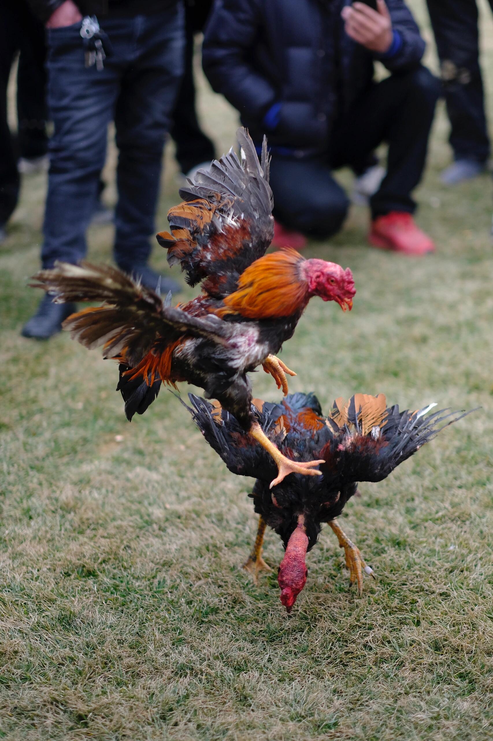 过年回村,一起来看一场紧张刺激的斗鸡吧