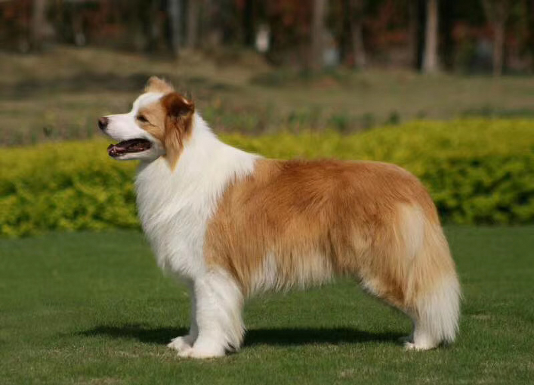 边牧有几种颜色,你家边牧会是那种颜色 边境牧羊犬是一种体型中等