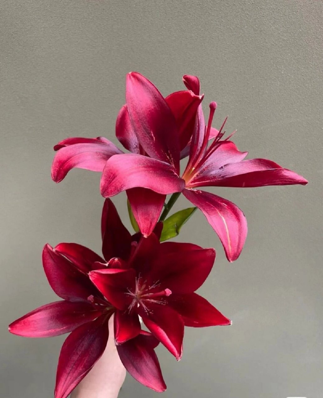 大黑石百合给人一种高级的感觉 a级大黑石百合,大花苞 双头