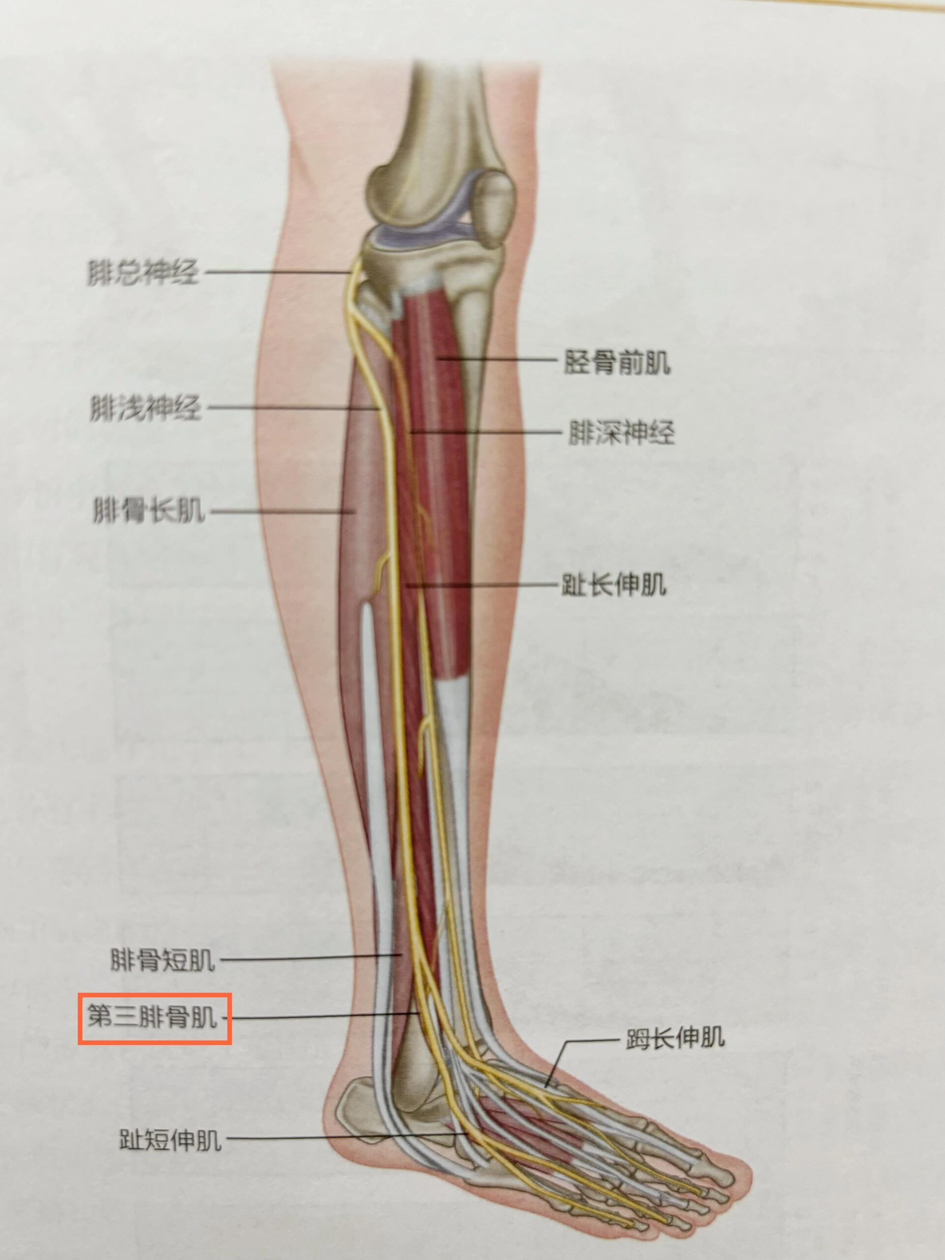 0399摸摸人体中最常受伤的韧带 98距腓前韧带为人体最容易受伤