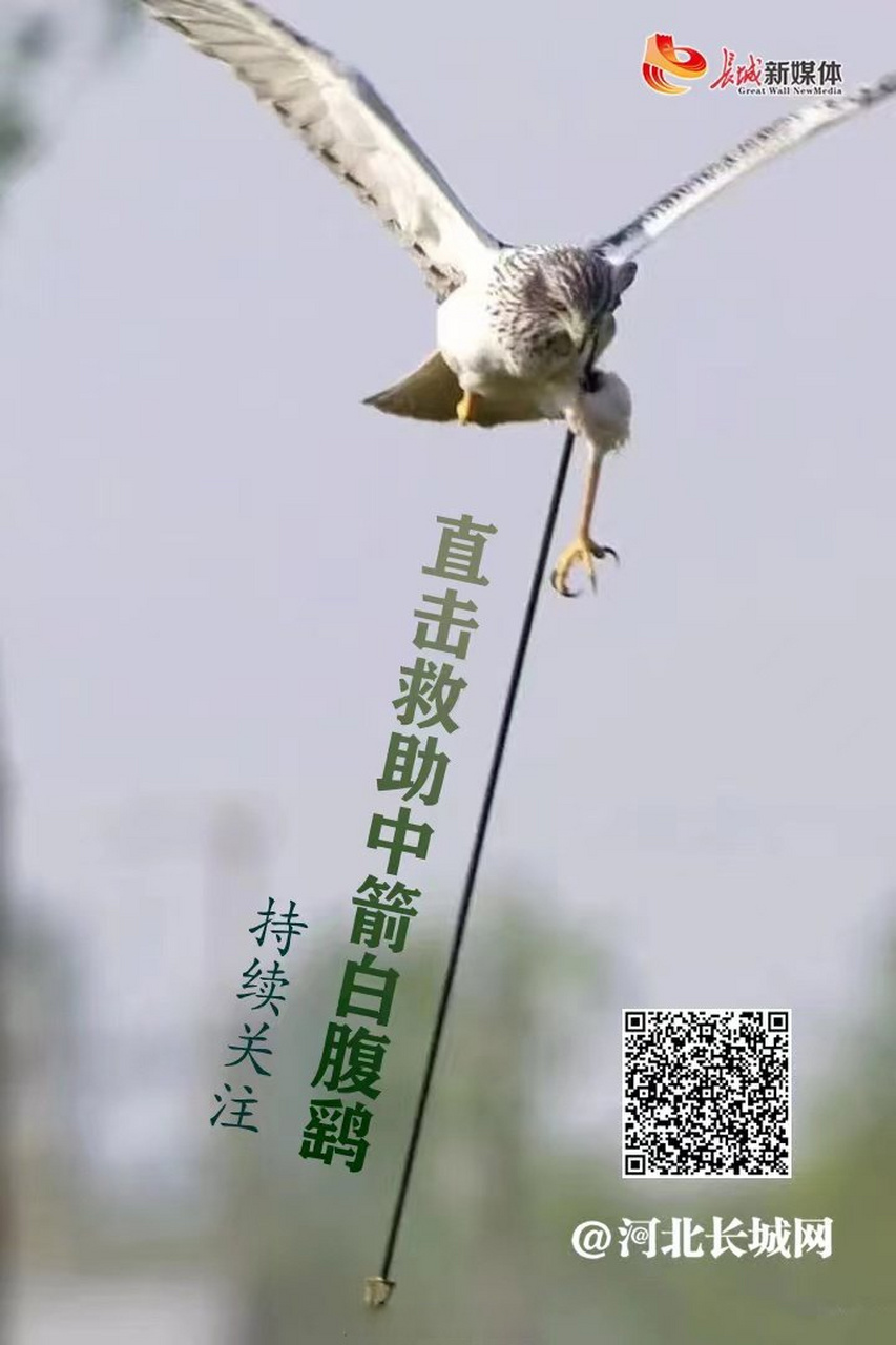 【直播预告:中箭白腹鹞被救下 】直击救助中箭白腹鹞4月27日下午4时10