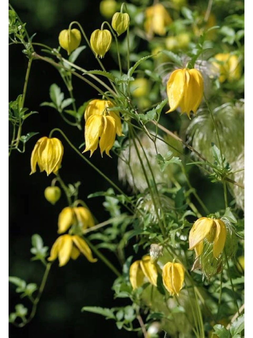 每日一植物/甘青铁线莲 毛茛科 ranunculaceae 铁线莲属 clematis 甘