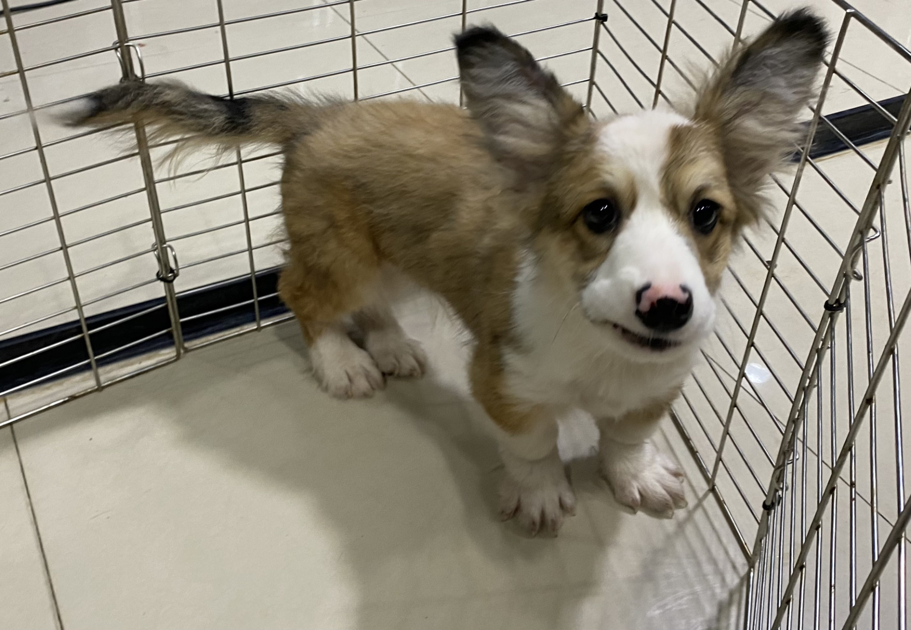corgi 柯基 corgi (柯基 血统书和晶片)73驱虫完成73一支防疫针