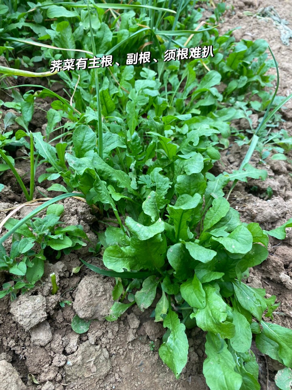 蒲公英与荠菜的区别 	 ?