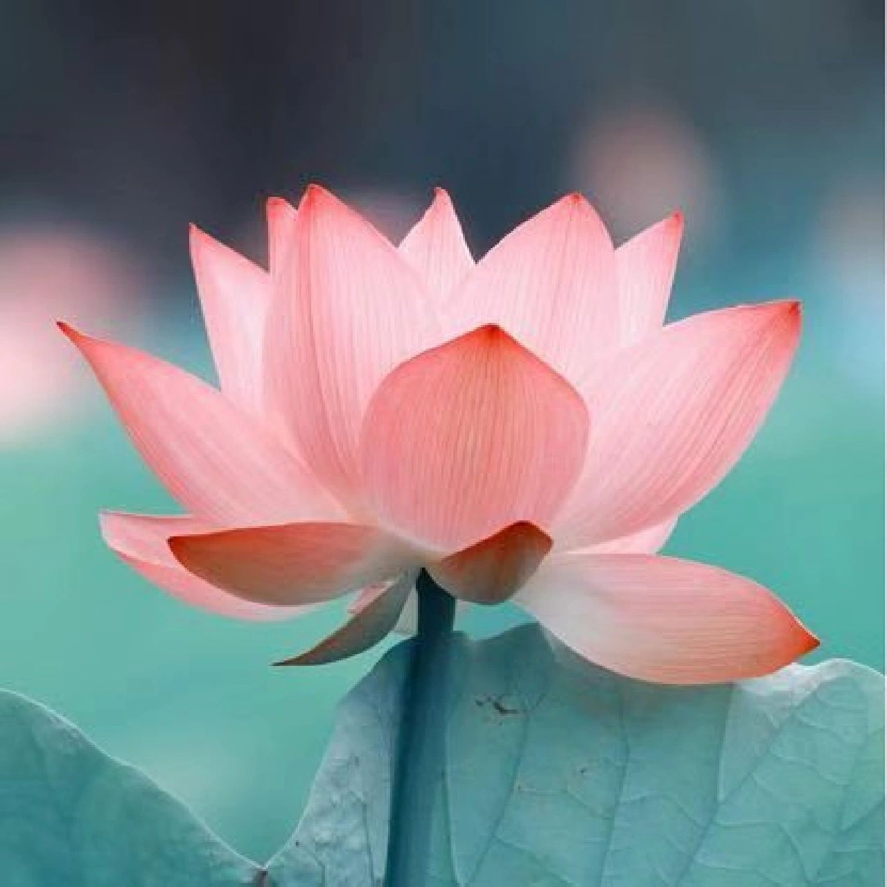 莲花头像,好看静心.