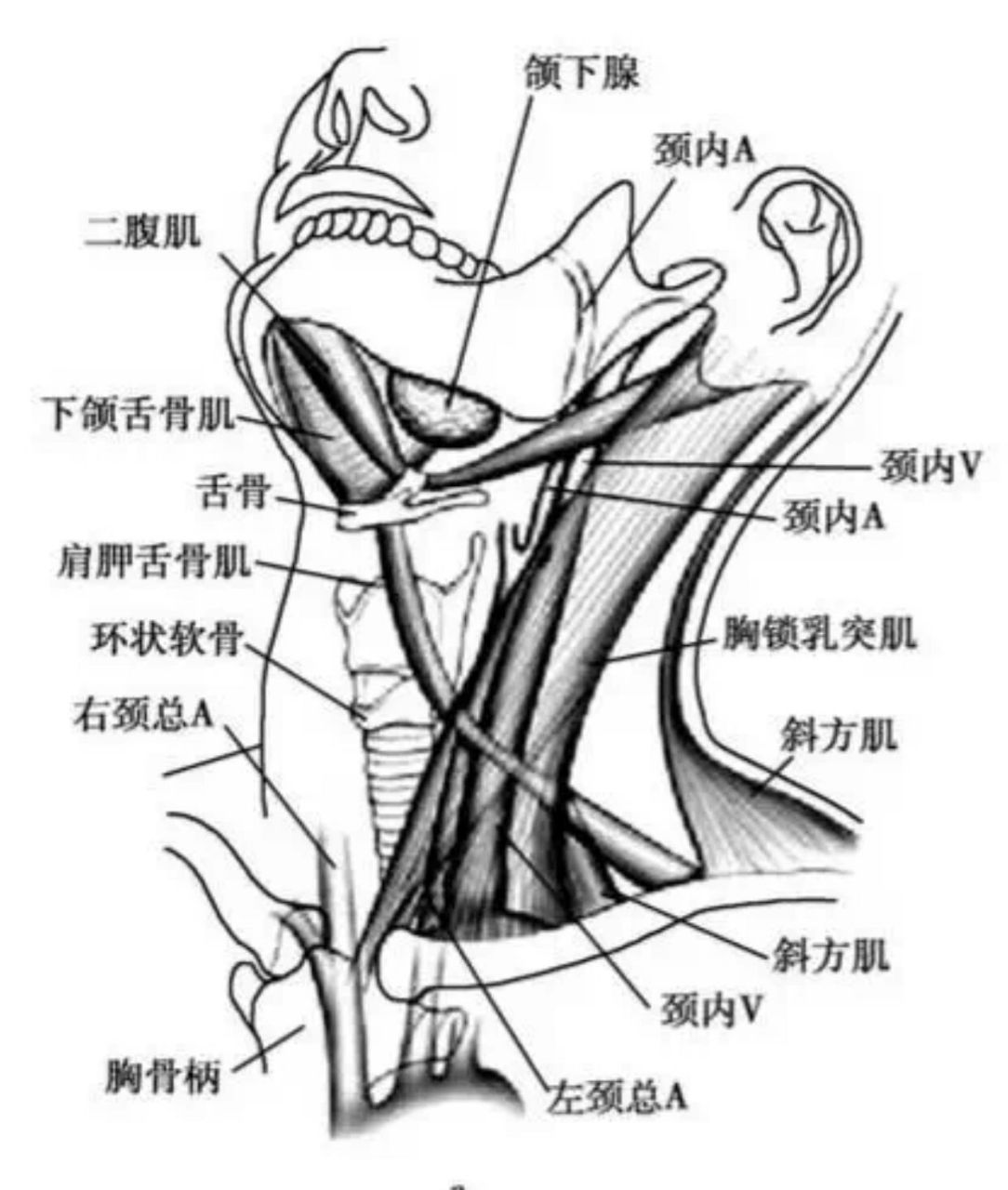 颈部淋巴结分区