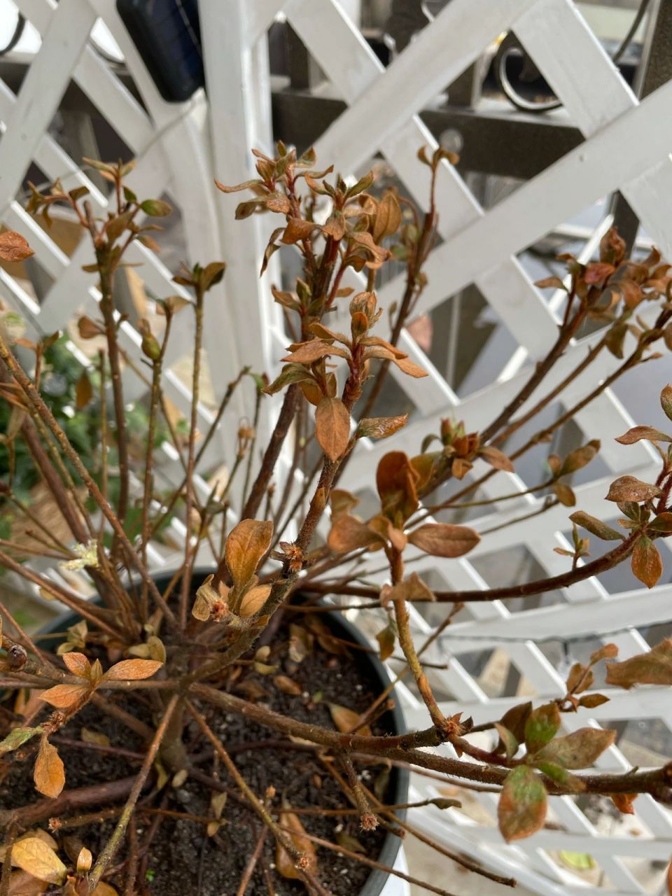 杜鹃花叶子全枯死了,焦叶!