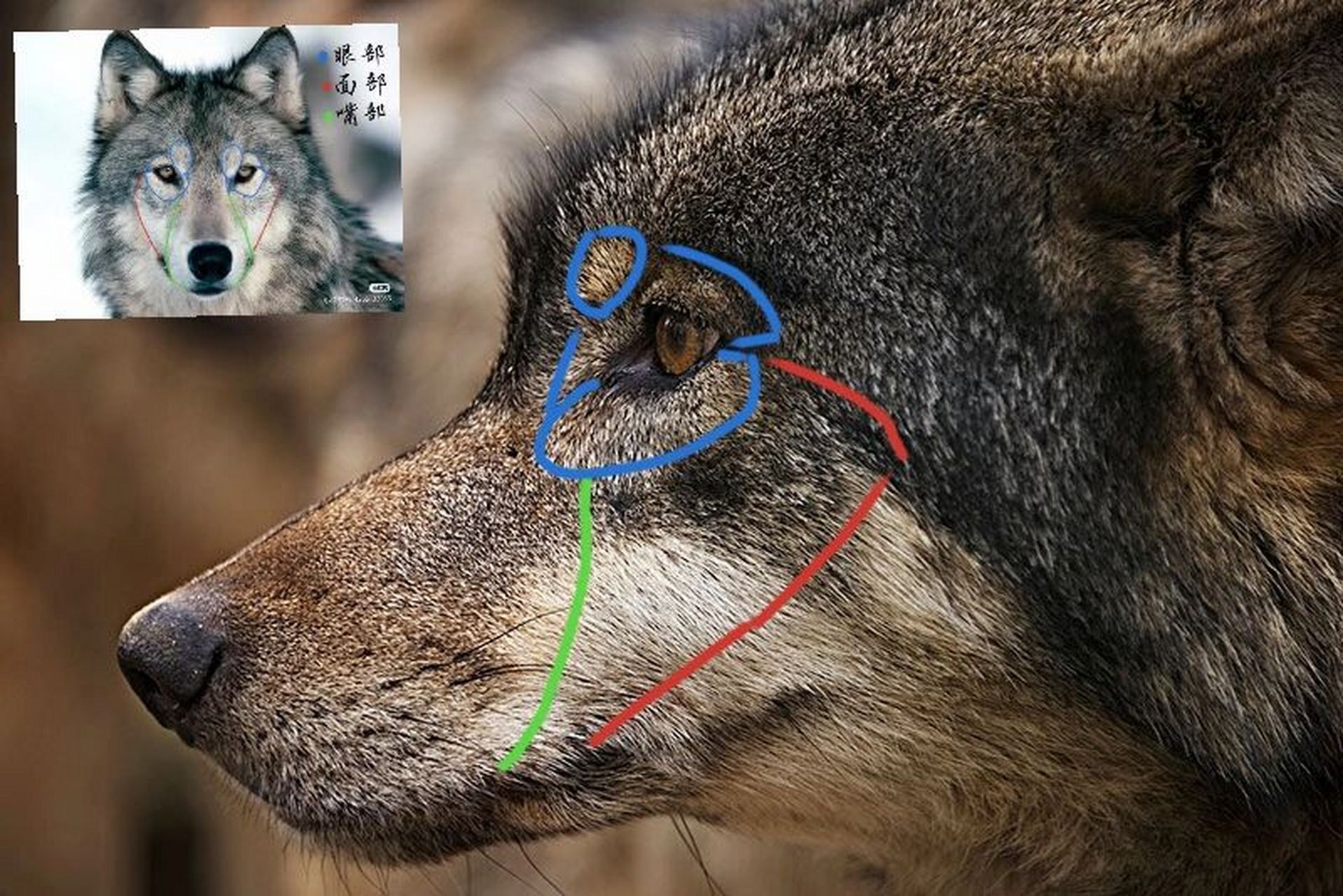 粉福/兽设侧脸绘画教程(修改版) 天重新发一遍,这个是修改的版本