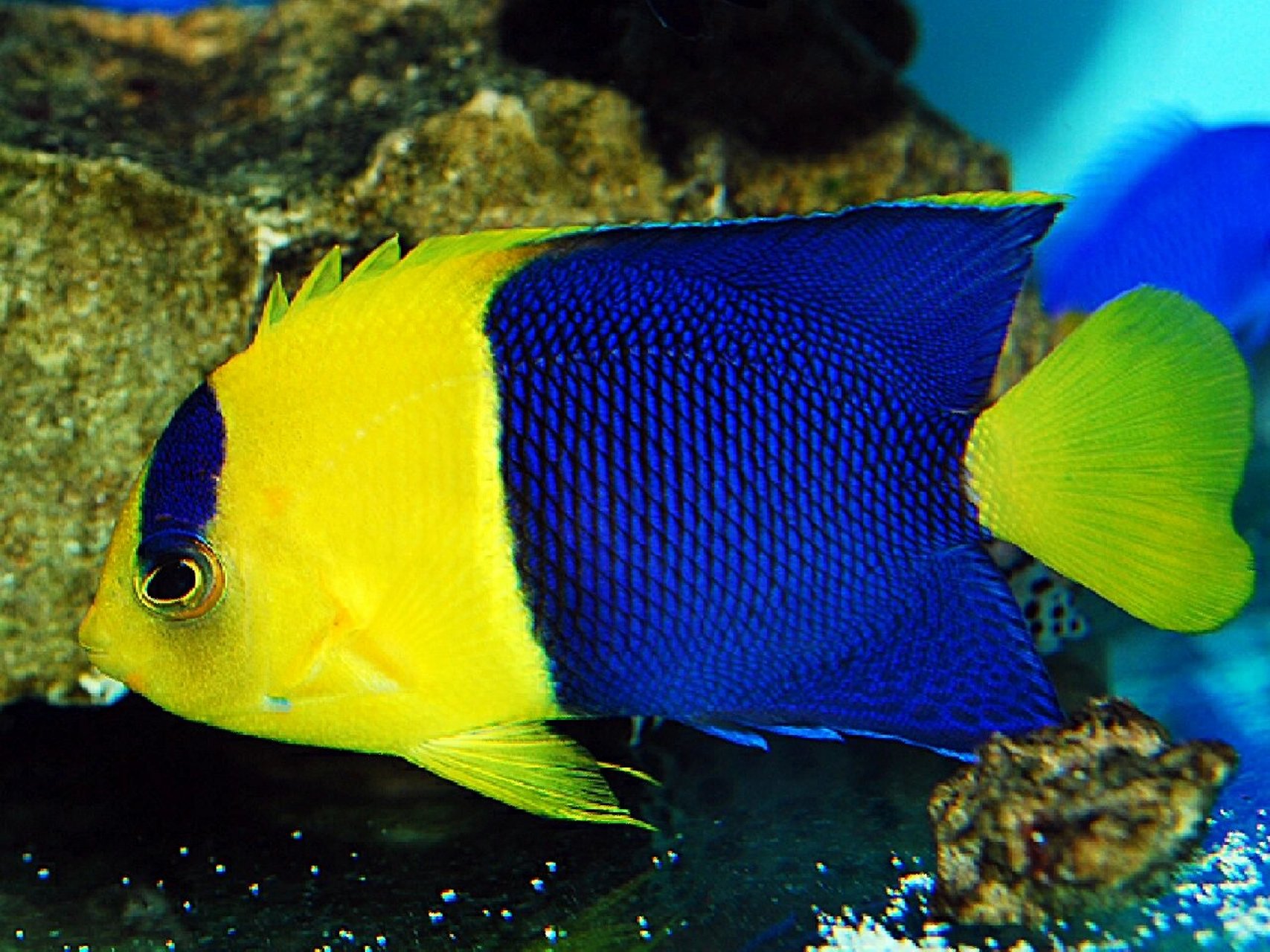 石美人神仙 bicolor angelfish 学名:centropyge bicolor 双色神仙鱼