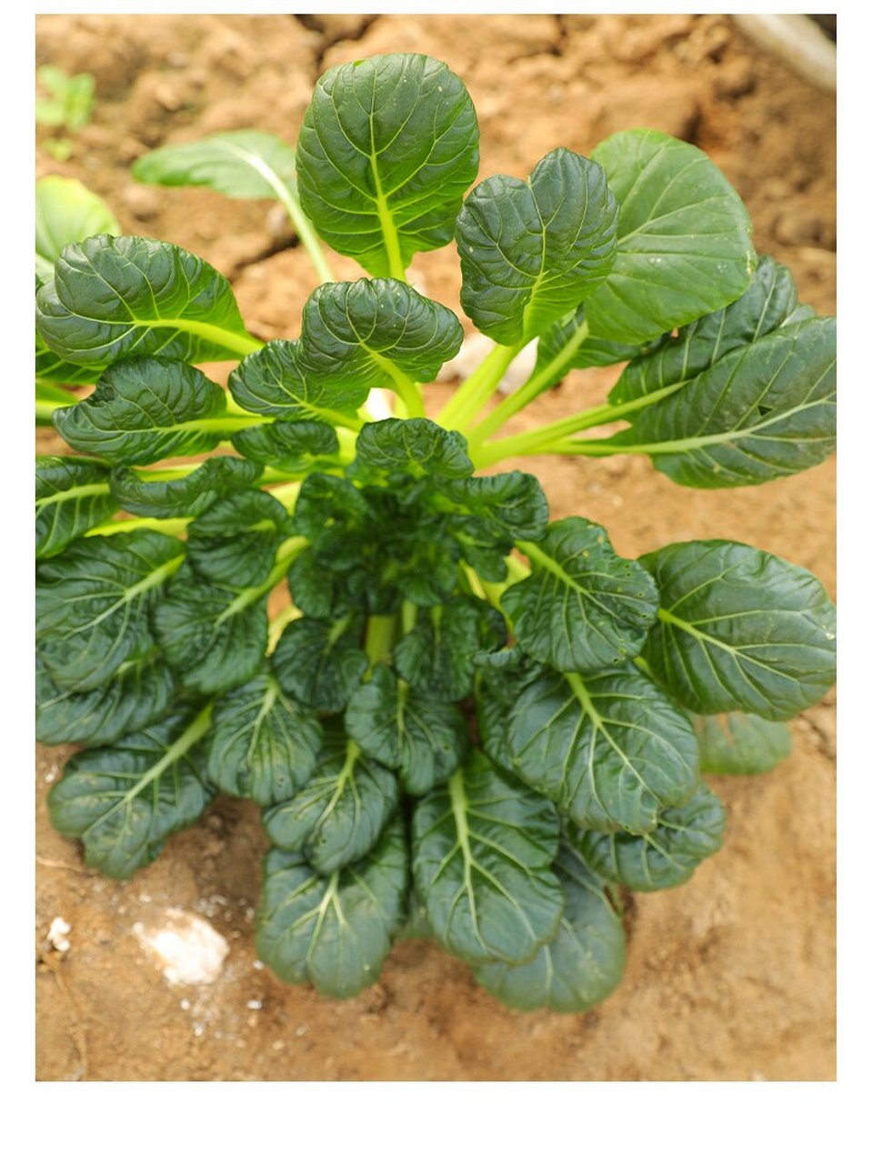 乌塌菜又叫做黑菜,或者塌菜,冬日里栽种的乌塌菜颜色墨绿,经霜扛之后