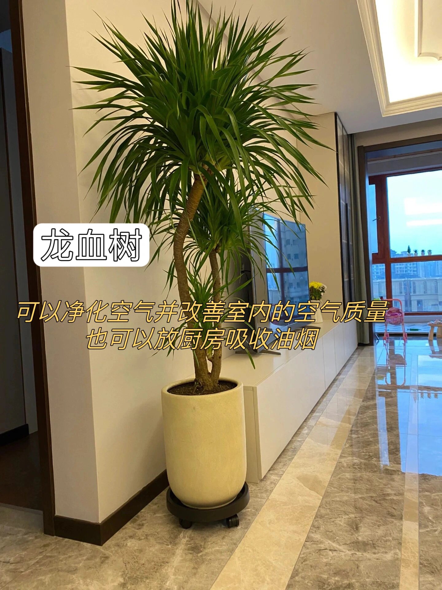 吸甲醛最厉害把八种植物!