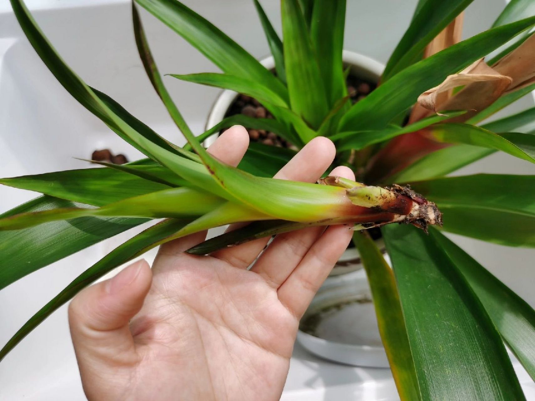 鸿运当头分株:两颗鸿运当头长了五个侧芽 2021年10月份买了4颗鸿运