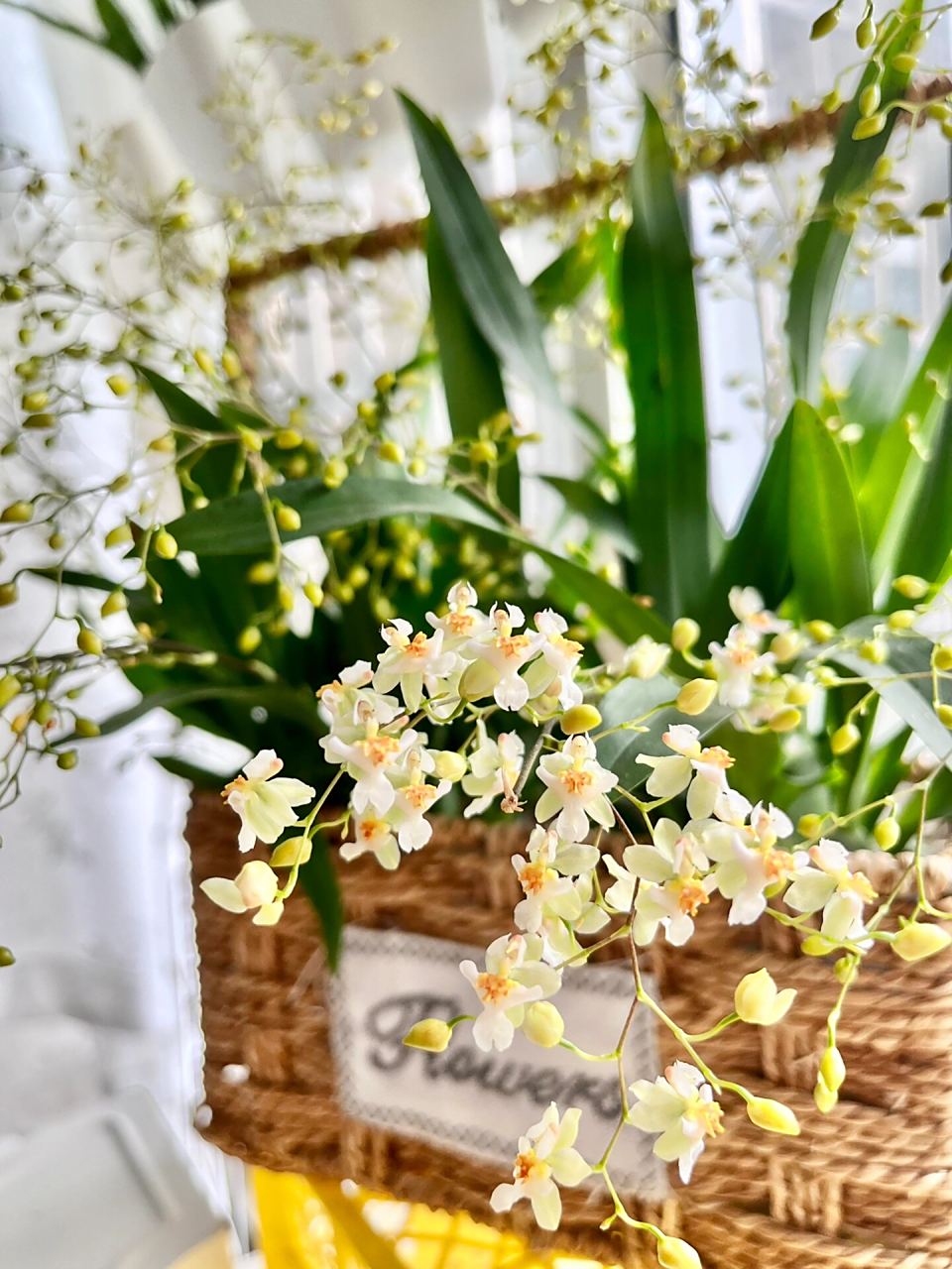白色文心兰 买了2年的文心兰,真的是个可爱又好闻的小精灵!