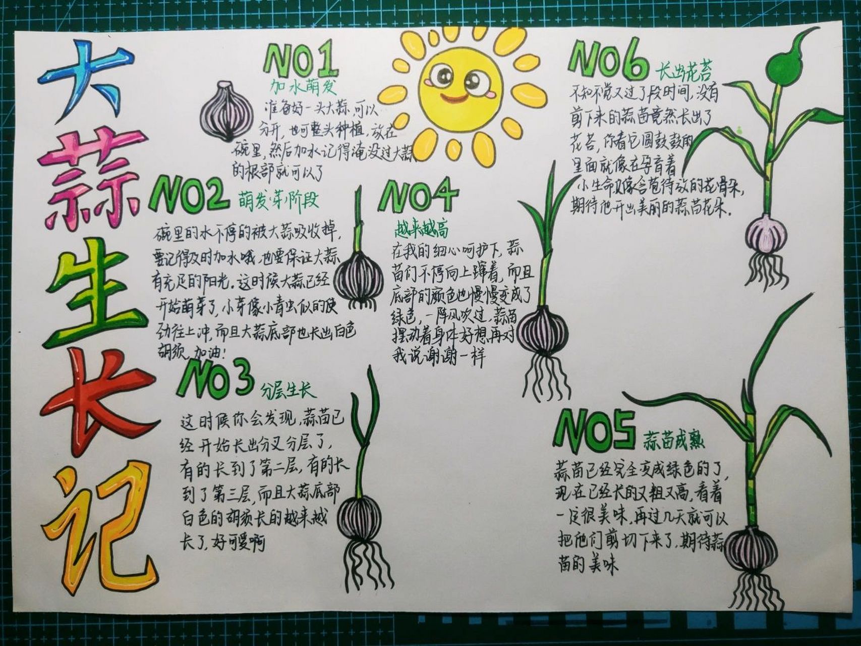 大蒜生长记画报,自然笔记 植物观察记录手抄报(可临摹),a4线稿 动动小