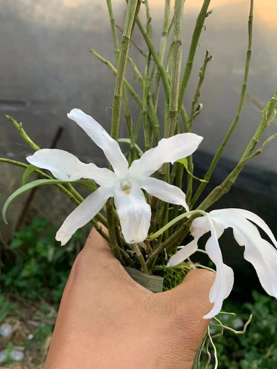 真漂亮,洁白的大花石斛花 #花卉绿植# #花卉绿植# #石斛