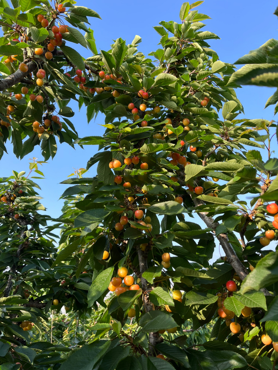 樱桃的英文是cherry ,车厘子是樱桃英文的音译.