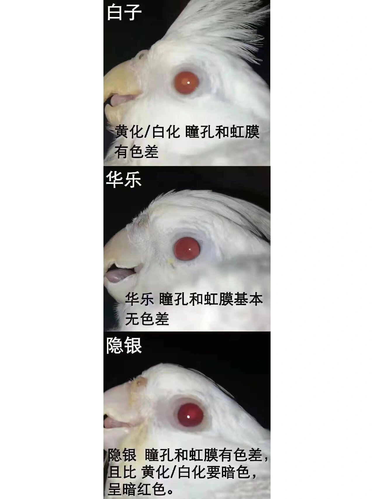 玄凤鹦鹉--金冠华乐