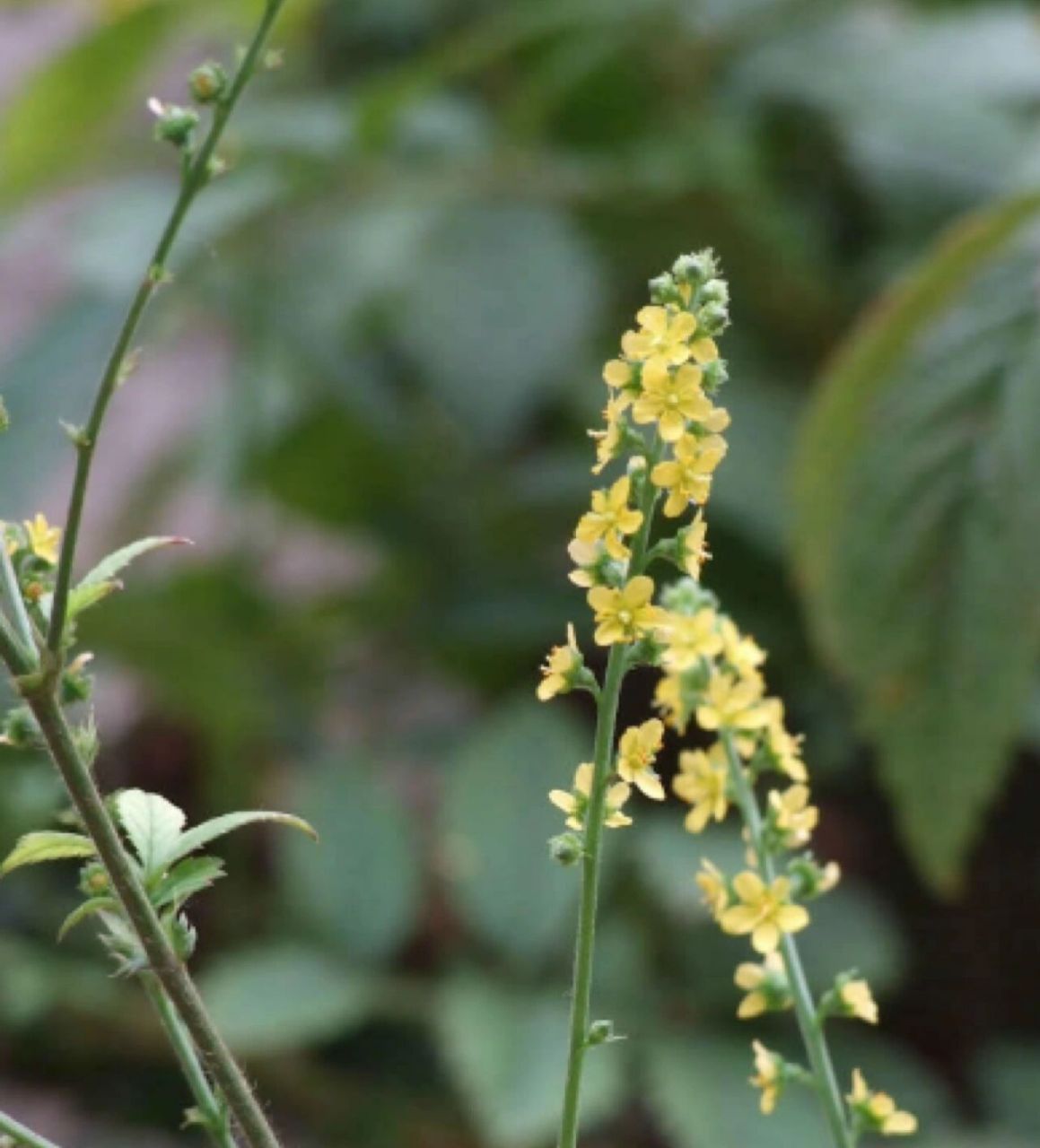 精彩诗图话中药之止血药～仙鹤草 仙鹤草 收敛止血止痢好, 咳血血痢