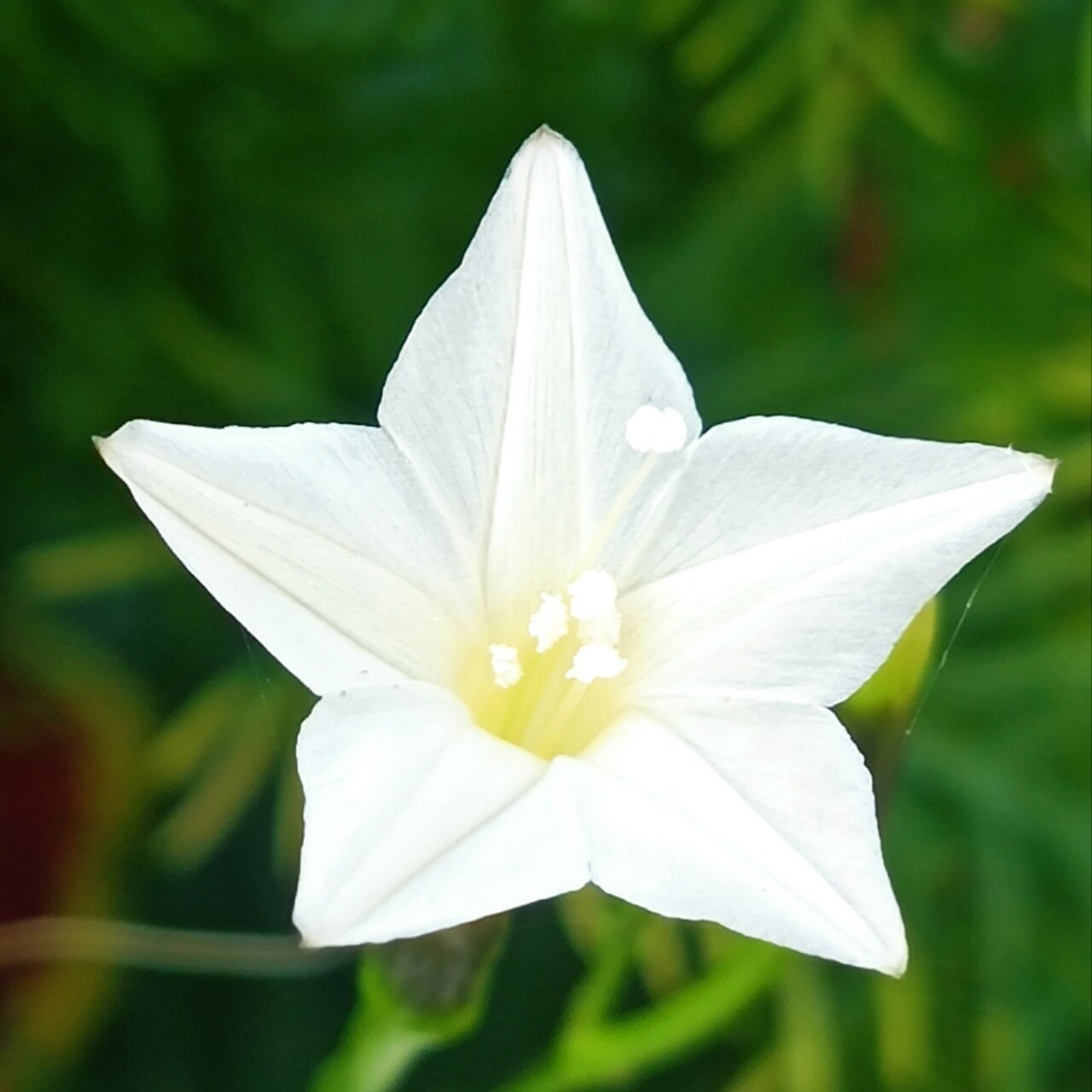 一年生花卉大全图片