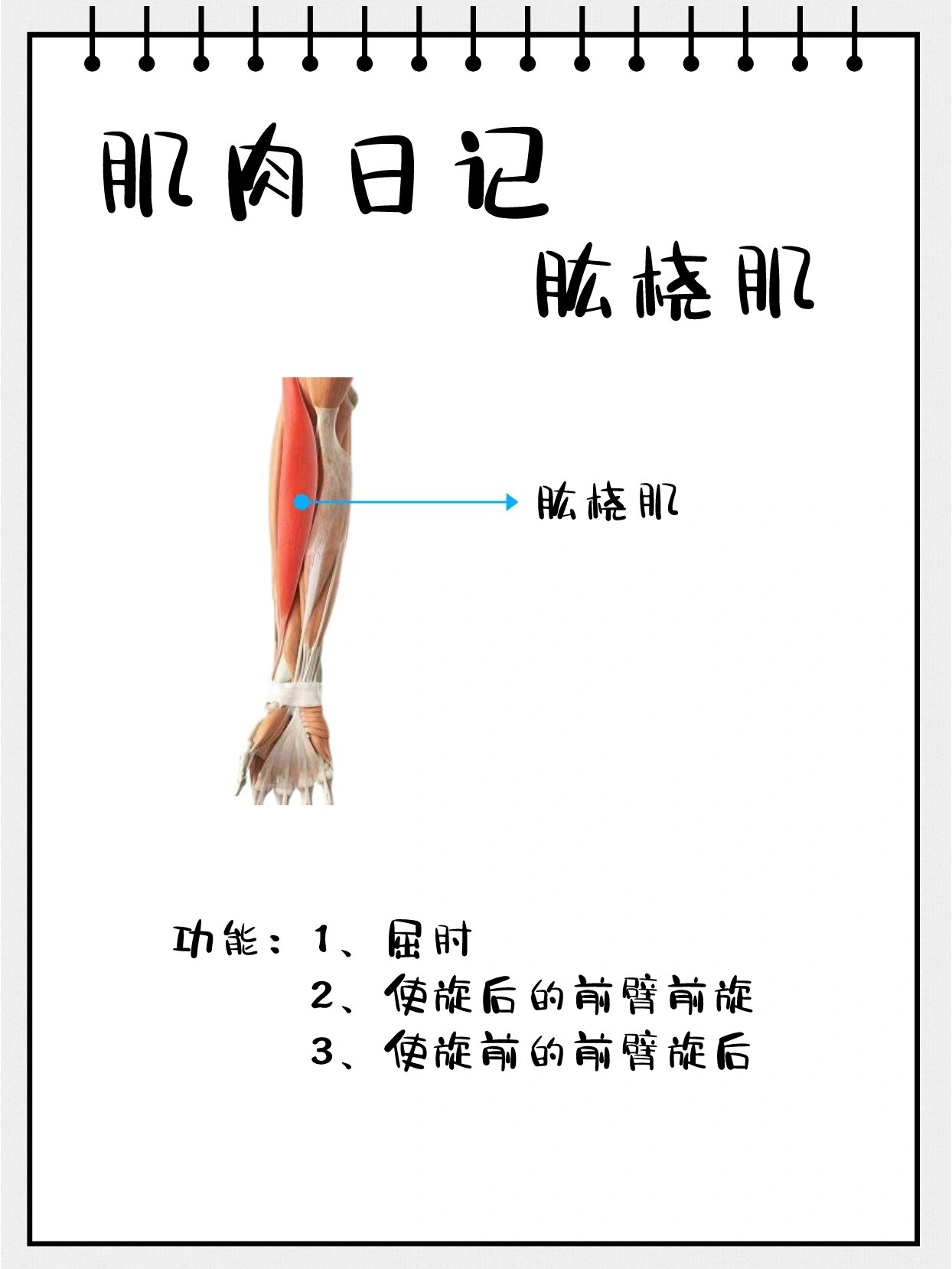 肌肉日记之肱桡肌 起止点 起点 肱骨外侧髁上嵴近端2/3 止点 桡骨茎突