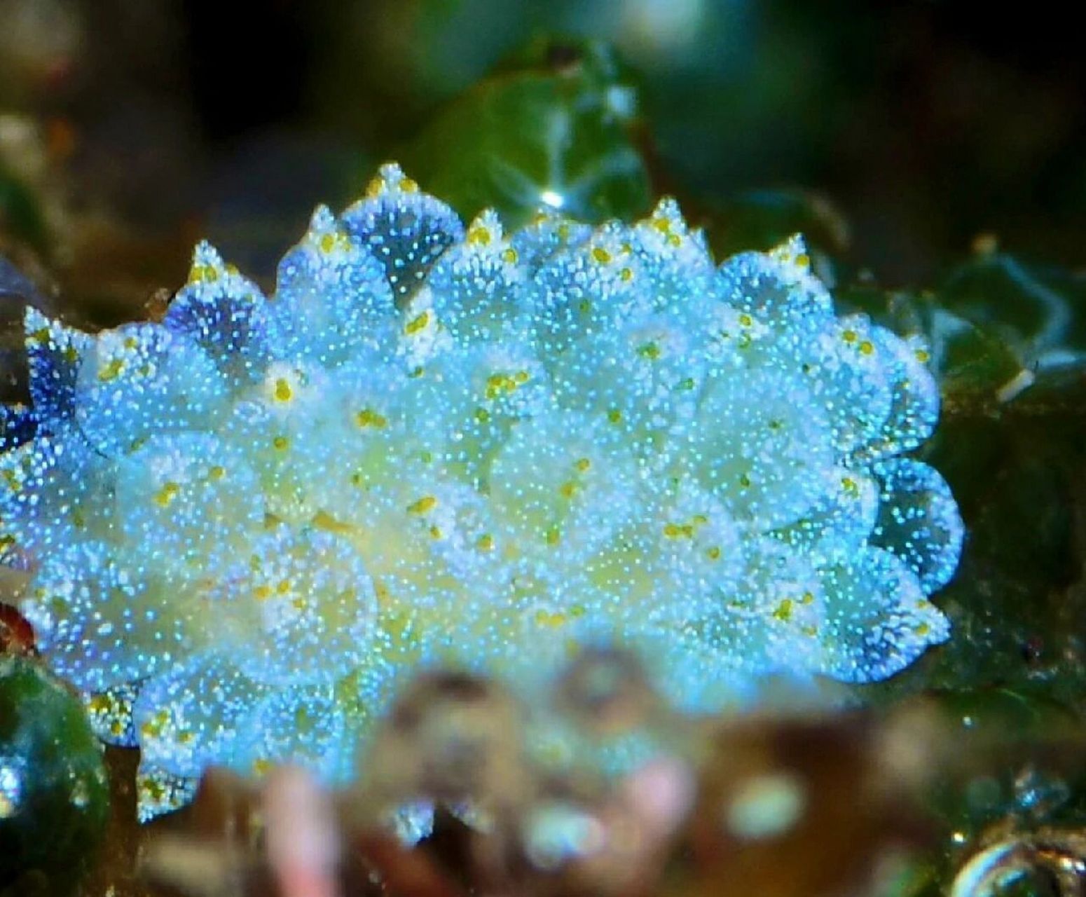 每天认识一种动物(98)泡泡藻海蛞蝓 中文名:泡泡藻海蛞蝓 别名:海兔