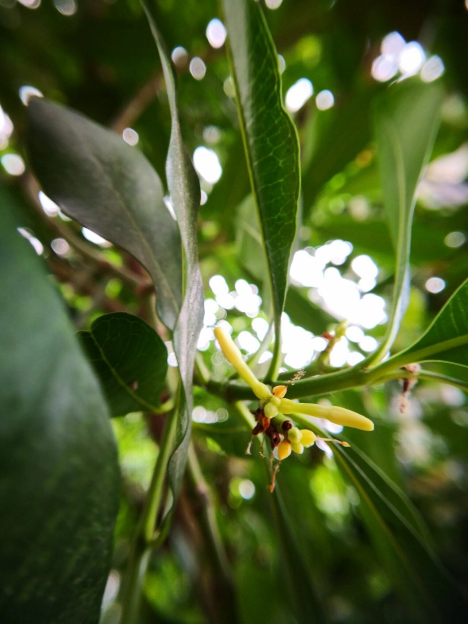 喜欢94,欣赏94-古城玫瑰树9595 古城玫瑰树 又名红玫瑰木