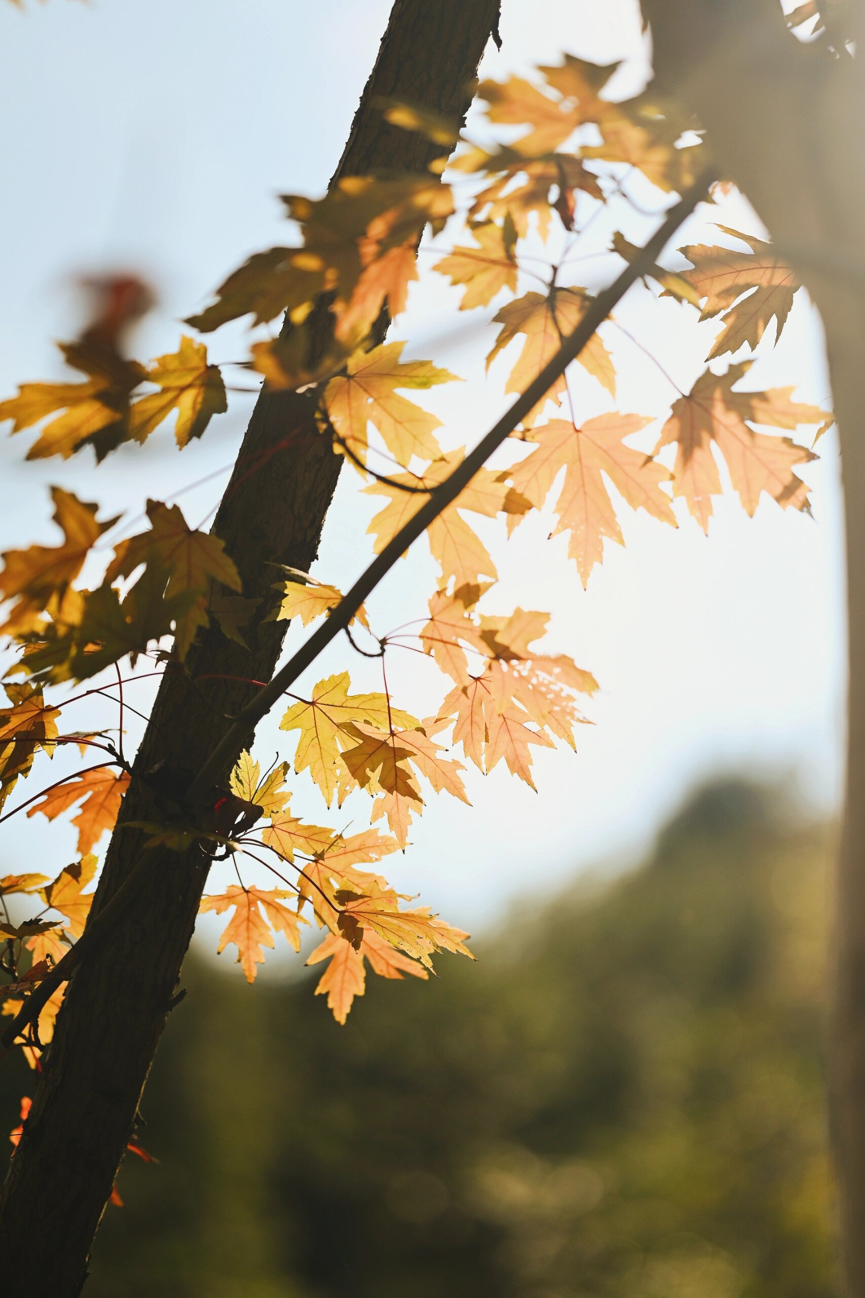 治愈系美景,秋天,益阳鱼形山枫叶