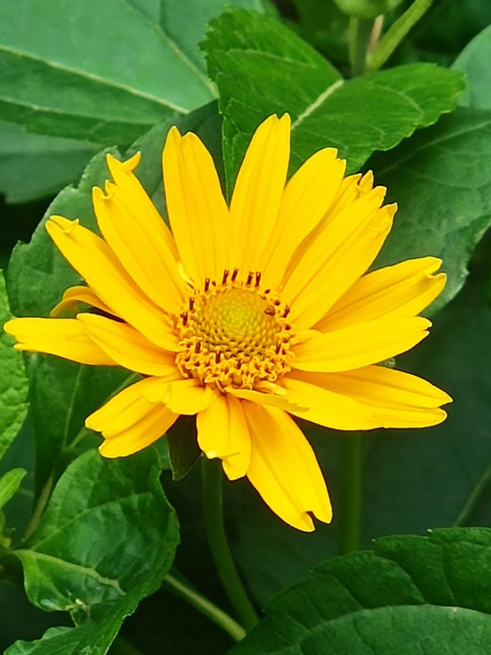 蟛蜞菊,菊系列(一) 92蟛蜞菊是菊科,蟛蜞菊属,多年生草本植物.