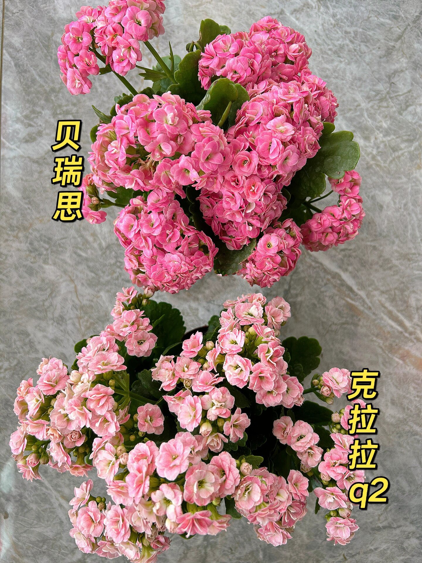 绿植成长日记day16丨长寿花推荐:贝瑞思 上一篇笔记是介绍克拉拉q2