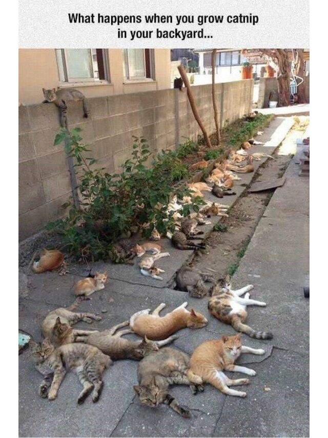 当你种一颗猫薄荷,你将会得到一群猫93    这是一种著名的猫科动物