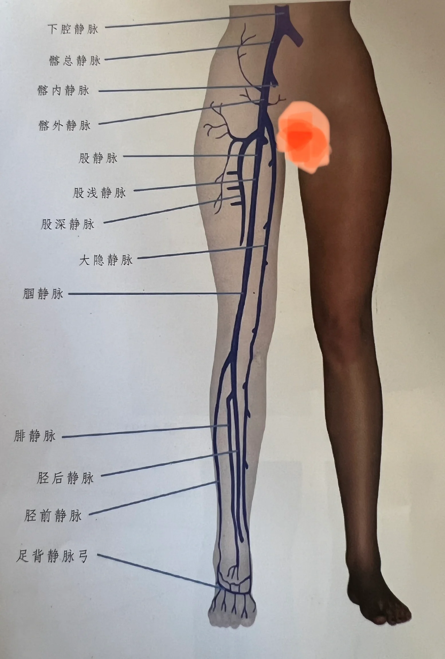 下肢血管学习中 两图足以记住下肢血管,你记住了吗